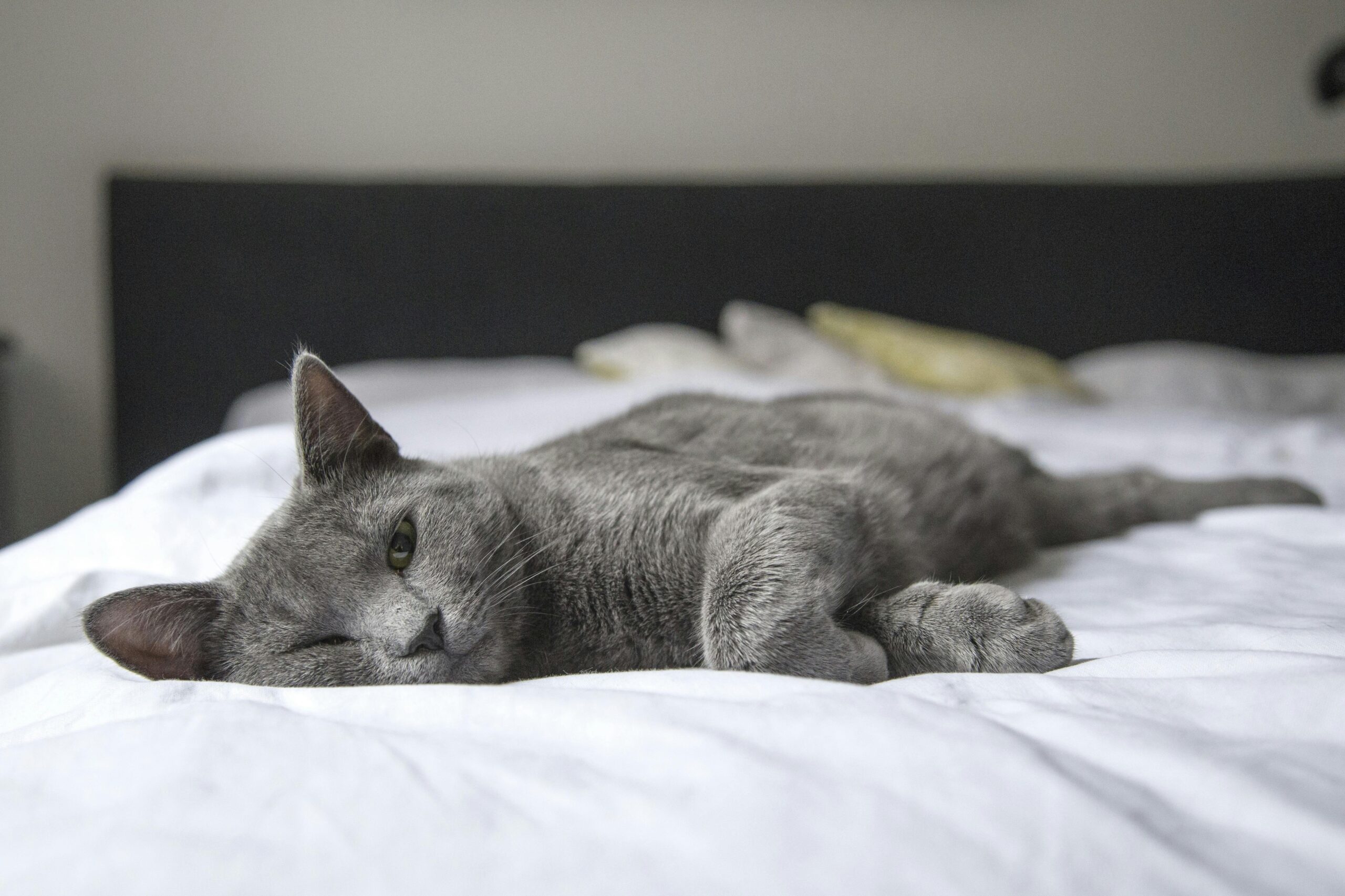 Cat on bed wondering "how to calm anxiety at night fast"