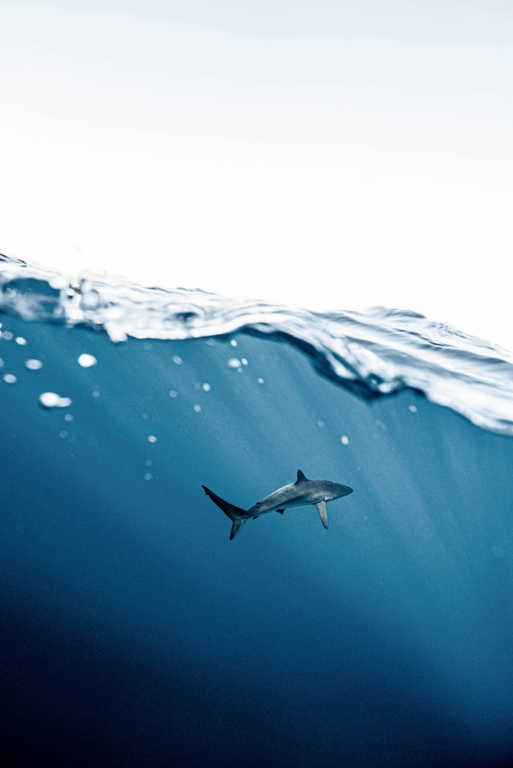 Shark under the water