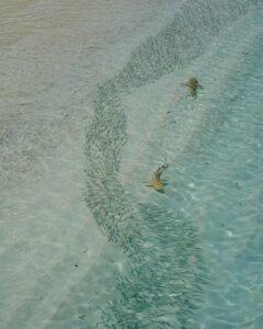 sharks swimming in shallow water with fish nearby